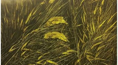 mostra mostra